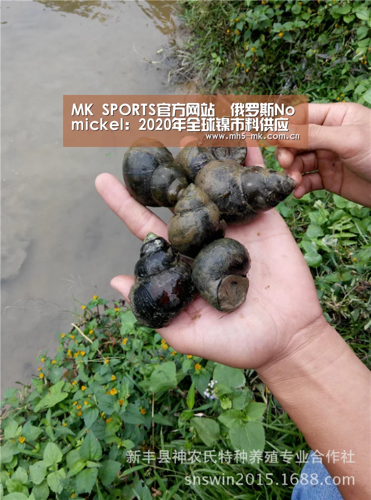 MK SPORTS官方网站 _俄罗斯Nomickel:2020年全球镍市料供应短缺28,000吨(图3) 首页入口